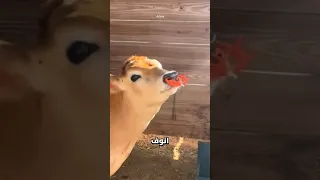 لماذا يضع المزارعون  أداة غريبة  في أنف العجل  دندنها