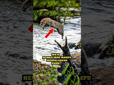 Hah😱,Hewan Yang Mampu Mengalahkan Buaya⁉️