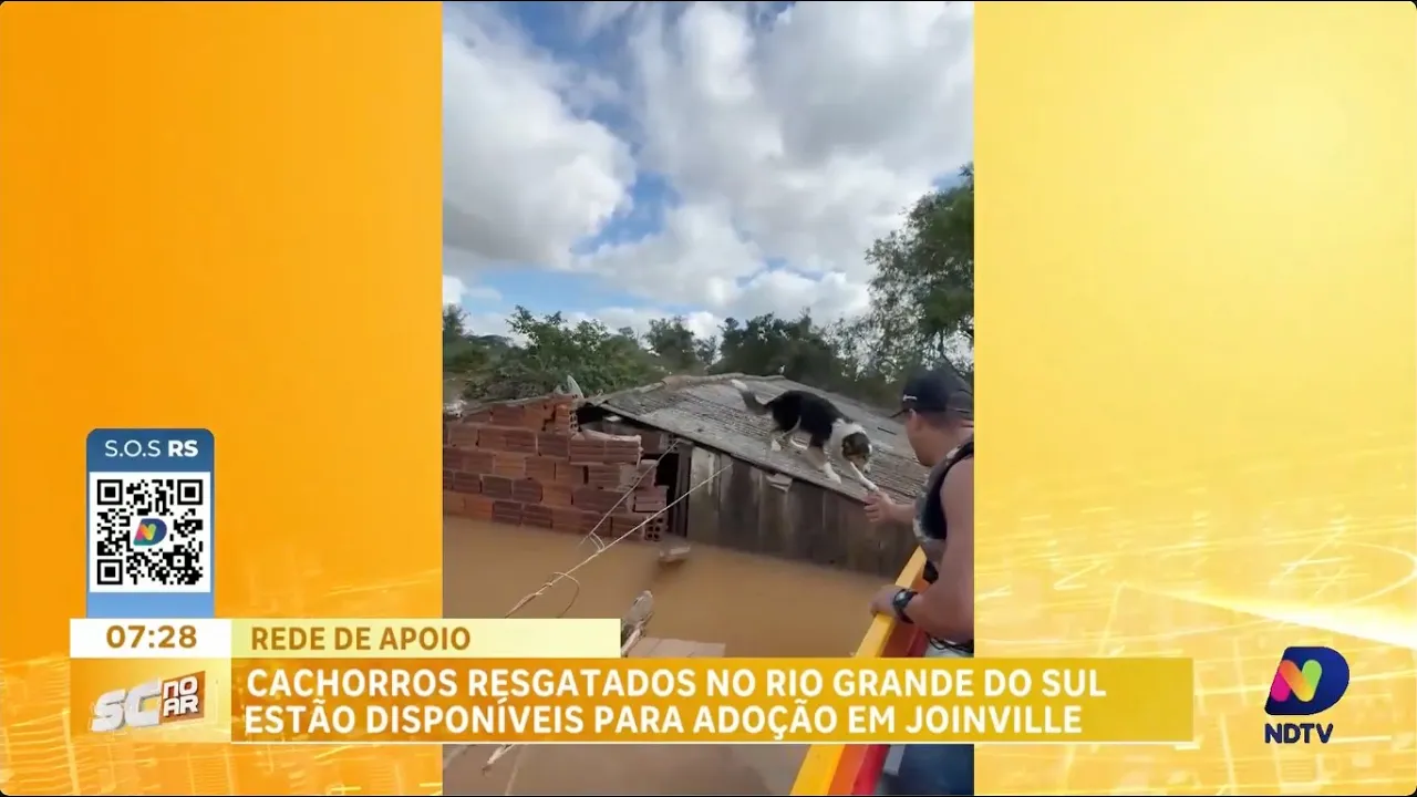 Cachorros resgatados no RS estão disponíveis para adoção em Joinville