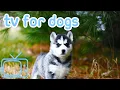 Download Lagu NO ADS Dog TV &! Entertaining Adventure for Dogs!