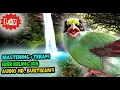 Download Lagu SUARA BURUNG EKEK KELING GACOR - MASTERAN EKEK KELING JERNIH