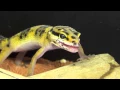 The Gecko And The Fly