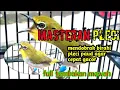 masteran pleci full tembakan mewah
