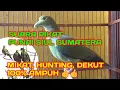 Download Lagu SUARA PUNAI SIUL SUMATERA || Dekut punai siulan 100% ampuh