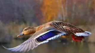 دمج صوت غر مع بلبول وخضارى 