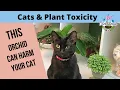 Cats and Orchids 4 Levels of Toxic Plants