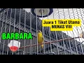 Download Lagu Pleci BARBARA Juara Di Tiket Utama PCMI CUP 5 MUNAS VIII MP3