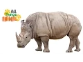 Download Lagu * RHINOCEROS * | Animals For Kids | All Things Animal TV