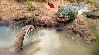 La Serpiente desafió a la Rana equivocada… ¡y pagó muy caro!