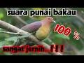 Download Lagu pemikat punai bakau bersih jernih
