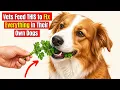 10 Foods Vets Feed Their Own Dogs to Fix Almost Everything But Never Tell Owners