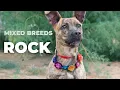 The Truth About Mixed Breed Dogs Myths vs Facts