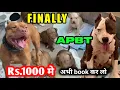 FINALLY APBT puppies Rs 1000 Book American pitbull terrier for sale