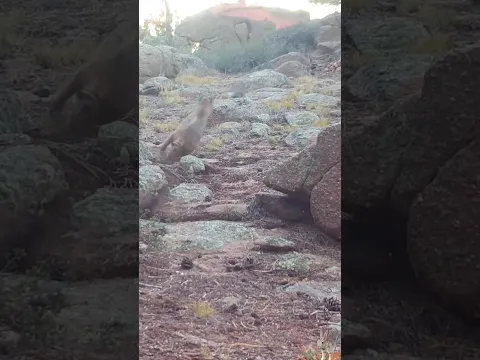 bobcat chasing rabbit