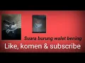 Download Lagu Suara burung walet bening