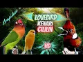 Download Lagu Kompilasi Lovebird Kenari Cililin Terbaik Untuk Masteran Murai Batu, Kacer, Cendet, Cucak Ijo