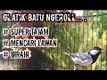 Download Lagu GLATIK BATU GACOR Suara asli alam liar cocok buat pemasteran