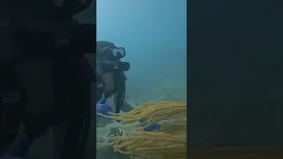 Matt takes his brother SCUBA Diving #shorts #scubadiving #sailingbyefelicia