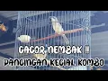 Masteran Kecial Kombo Cucak Kombo !! Gacor NEMBAK !!