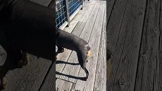 #Fyp #Doberman #pets #boat
