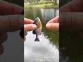 Download Lagu How To Catch A Real Fish With A Fake One?