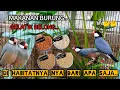 Download Lagu MAKANAN BURUNG GELATIK BELONG DI HABITATNYA..!!🐦🐦🤔🤔2024