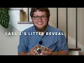 Lassie s F1 Cavapoo Puppies Litter Reveal