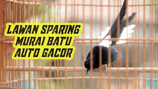 pancingan sparing efektif bikin gacor dan emosi murai batu