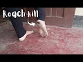 Download Lagu Crushing cockroaches barefoot | DIY Trap, feeding chickens roach kill | Dirty feet \u0026 sole reveal