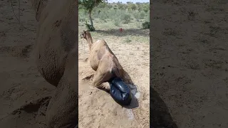 ظهور غرض أسود كبير تحت الناقة 