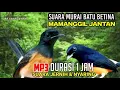 Download Lagu Mp3 murai batu betina gacor || Suara pikat murai batu paling ampuh