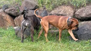 Sully & Rorri  Saturday morning walk Molly the Boerboel