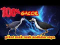 Download Lagu PIKAT RUAK RUAK ANDALAN
