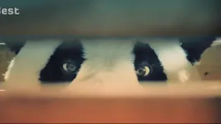 اول لقاء بين احمد حلمي والباندا فيلم صنع في مصر 