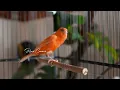 raro canto canário. muito bom para o seu mestre canário  HD  - Rare Canário