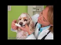 University Animal Hospital Of Greensboro PLLC Greensboro NC 27403