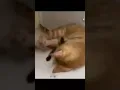 Rescue Cat Phoenix makes a slick escape from his adoption center condo in NYC