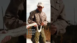 State announces start of 2026 Florida Python Challenge 25K at stake