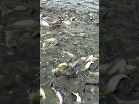 Big Pangas fish farm in Bangladesh Pond fishing #fishfarm #fishing