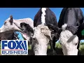 BEEF SHOCK Rancher REVEALS what must happen before beef prices finally fall