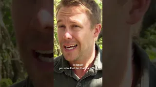 There S Something Scurrying About In The Walls Untamed Bats Vampirebat Animalwrangling 