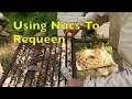 Download Lagu Beekeeping: Combining Double Screen Board Nucs with Colonies