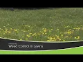 Weed Control in Lawns