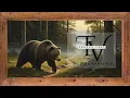 Rustic TV Art Grizzly Bear in the Forest Ambient Background