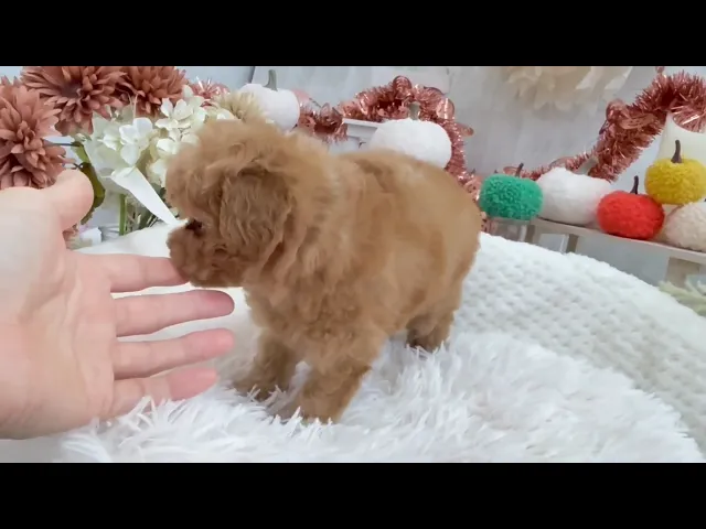 動画