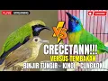 Download Lagu FULL TEMBAKAN MEMATIKAN || BESETAN - CUNGKOK GEREJA TARUNG - TEPUS  || KUNTI MENJERIT PANJANG