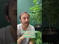 How much does a cannabis plant produce