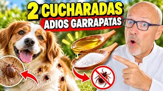 🐶 DALE ASI A TU PERRO 2 CUCHARADAS DE VINAGRE DE MANZANA PARA ELIMINAR LAS GARRAPATAS 🐶