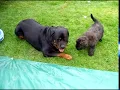 Lagu Bouvier Des Flandres Attacks A Rottweiler,,,