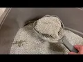 Dr Elseys Cat Attractant - What Our Cats Think